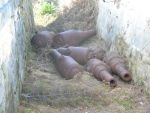 Forts of Bermuda: Fort Cunningham - Two 12.5-inch and five 10-inch RMLs found in the ditch